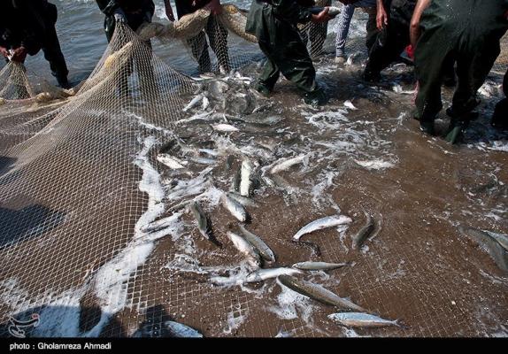 ۱۹۰۰ تن ماهی کیلکا از دریای خزر صید شد 